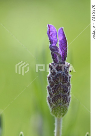 フレンチラベンダー フレンチラベンダー 7335570