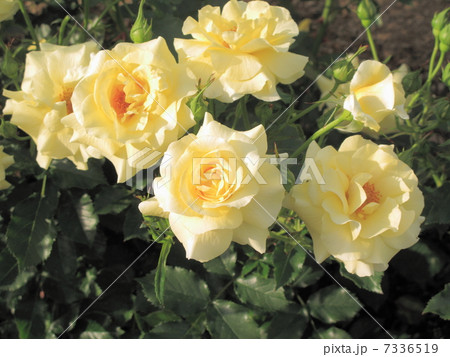 バラの花 7336519