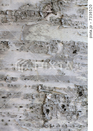 シラカバの木の幹　白い幹 7336520