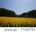 菜の花1 7336791