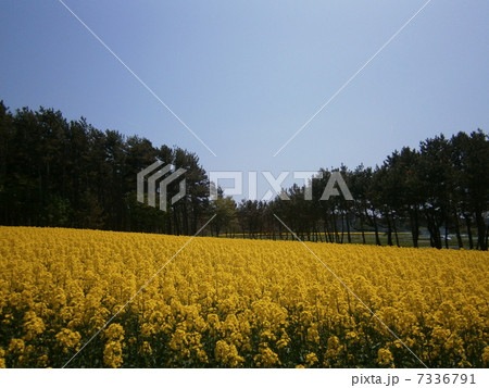 菜の花1 7336791