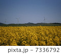菜の花2 7336792