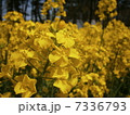 菜の花3 7336793