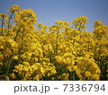 菜の花4 7336794
