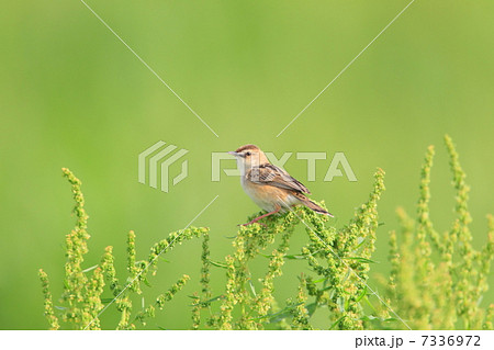 セッカ セッカ 7336972