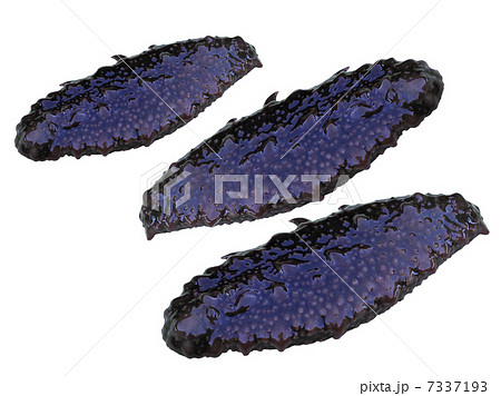 Trepang (Holothuroidea, Stychopus, Cucumaria), sea invertebrate Trepang (Holothuroidea, Stychopus, Cucumaria), sea invertebrate 7337193