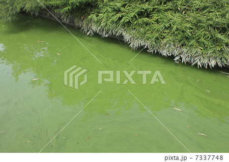 アオコの発生した溜池 7337748