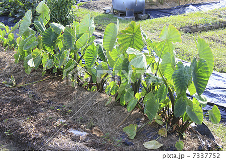 家庭菜園の農作物 7337752