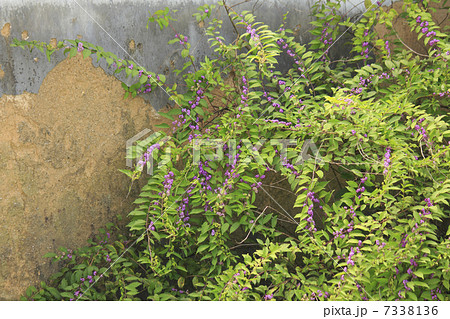 土塀の傍らの紫式部 7338136