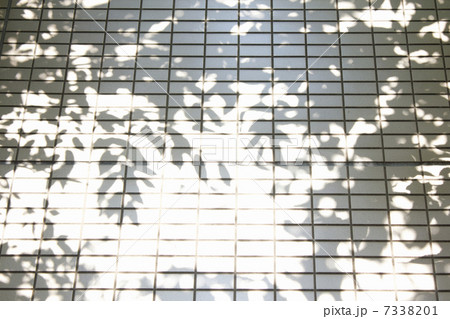 ビルのタイル壁に映った木漏れ日の影の写真素材