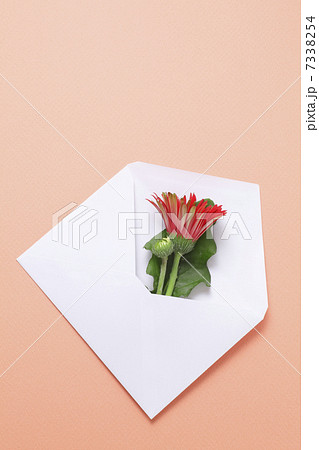 白い封筒に入れた赤いガーベラの花 白い封筒に入れた赤いガーベラの花 7338254