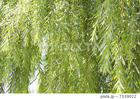 ヤナギの新緑 7339022