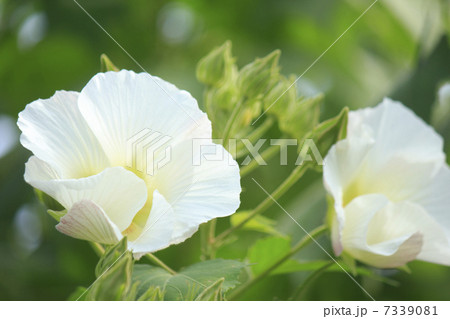 田舎のあぜ道に自生する木芙蓉の花と秋の空 7339081