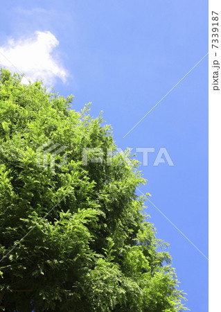 メタセコイアの木と青空 7339187