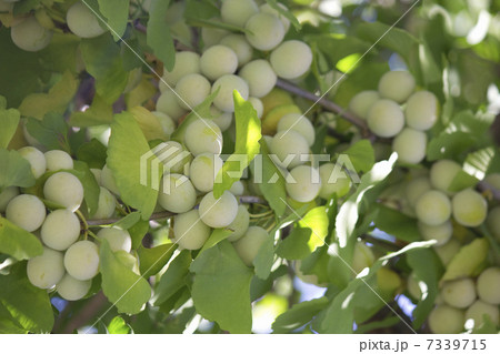 まだ青いギンナンの実 まだ青いギンナンの実 7339715