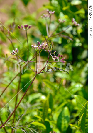 植物・ヤブジラミ　セリ科 7339726