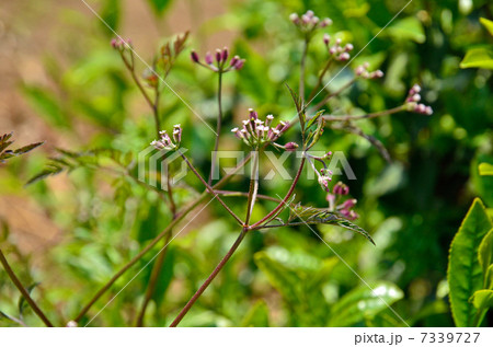 植物・ヤブジラミ　セリ科 7339727