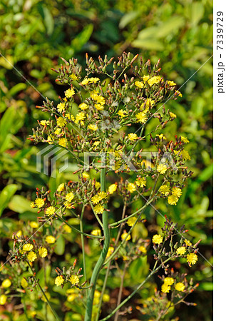 植物・オニタビラコ　キク科 7339729