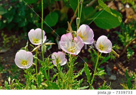 植物・ヒルザキツキミソウ アカバナ科 植物・ヒルザキツキミソウ アカバナ科 7339733