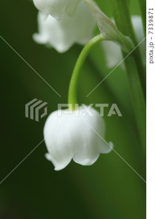 スズラン 7339871