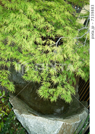 水盤とシダレモミジ 水盤とシダレモミジ 7339883