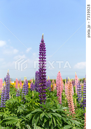 一面のルピナス 一面のルピナス 7339928