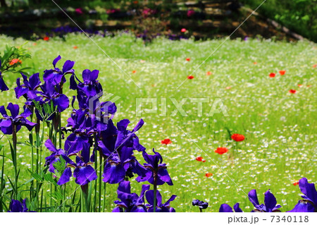 陽春の花畑-陸郷にて 陽春の花畑-陸郷にて 7340118