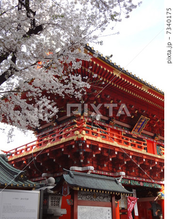 神田明神の桜 7340175