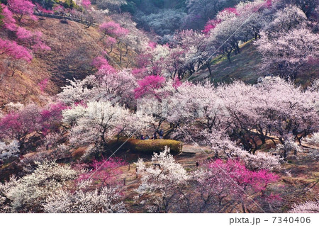 梅園 梅園 7340406