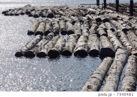 水面に浮かぶ原木 水面に浮かぶ原木 7340481