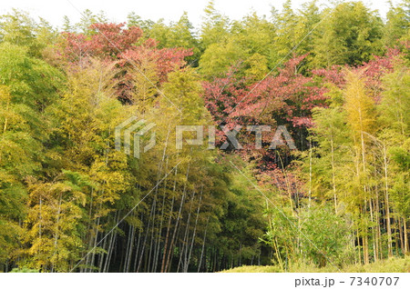 京都 竹林公園の秋 京都 竹林公園の秋 7340707