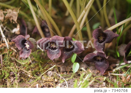 ウスバサイシン 7340708