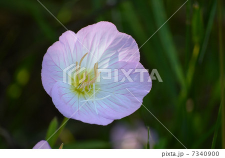 昼咲き月見草 昼咲き月見草 7340900