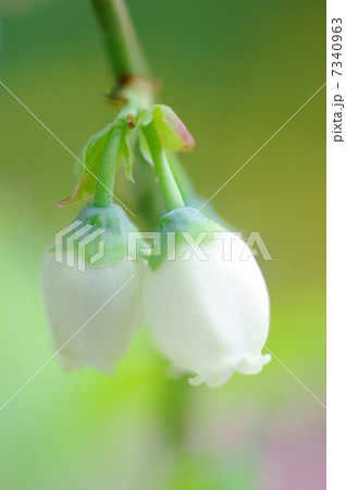 ブルーベリーの花 7340963