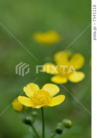 キンポウゲ キンポウゲ 7341118