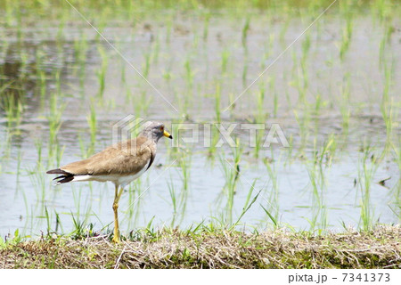 ケリ：チドリ科（水辺の野鳥） 7341373