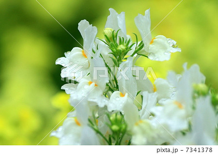 ヒメキンギョソウ 7341378