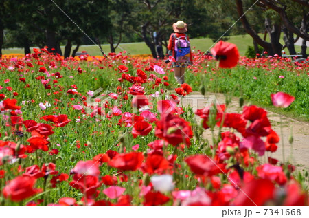 ポピー畑 7341668