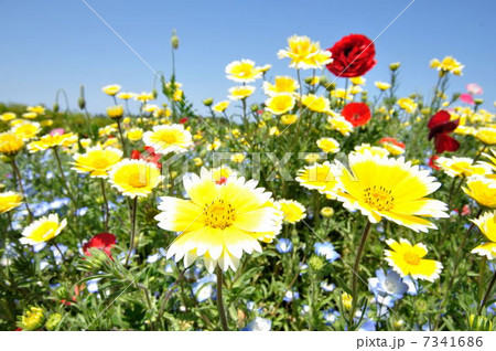 カリフォルニアデージー 7341686