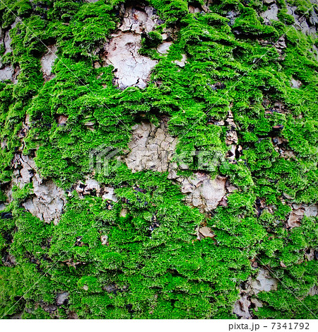Moss 7341792