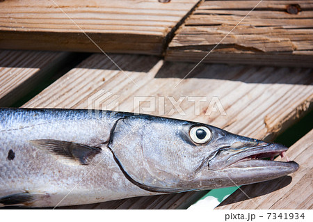 Catch of the day 7341934