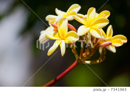 Frangipani flowers Frangipani flowers 7341965