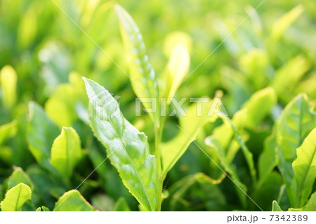 茶葉 茶葉 7342389