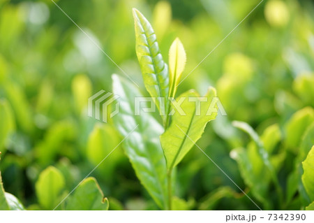 茶葉 茶葉 7342390