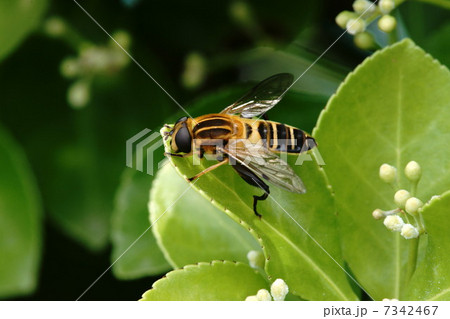 ヒメヒラタアブ 7342467