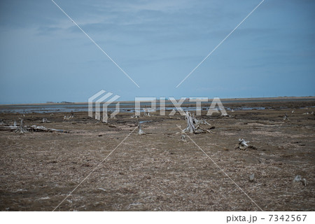 野付半島　トドワラ 7342567
