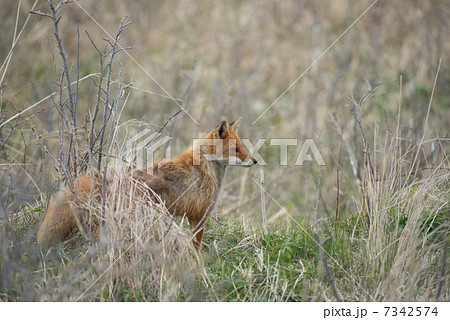 キタキツネ 7342574