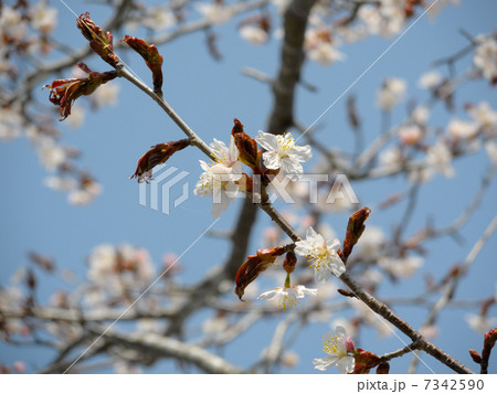 エゾヤマザクラ 7342590