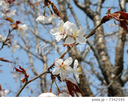 エゾヤマザクラ エゾヤマザクラ 7342595