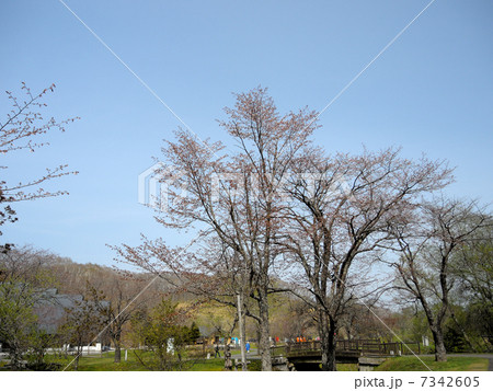 北海道釧路町別保公園の桜 北海道釧路町別保公園の桜 7342605